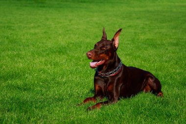 Köpek doğurmak Doberman Pinscher yeşil çim üzerinde yalan söylüyor