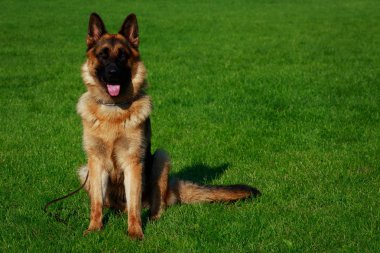 Köpek doğurmak Alman çoban yeşil çimenlerin üzerinde oturuyor