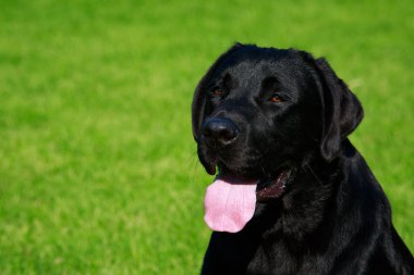 Labrador köpek doğurmak yeşil çimenlerin üzerinde oturur