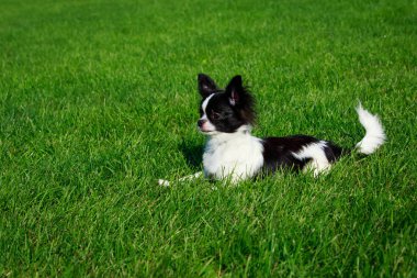 Köpek doğurmak chihuahua arka plan yeşil çim üzerinde