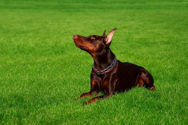 Собака Породи Доберман Пінчер Лежить Зеленій Траві — стокове фото