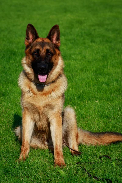 Dog Breed German Shepherd Sitting Green Grass — Stock Photo, Image