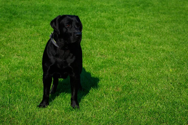 Hund Rasen Labrador Står Grön Gräs — Stockfoto