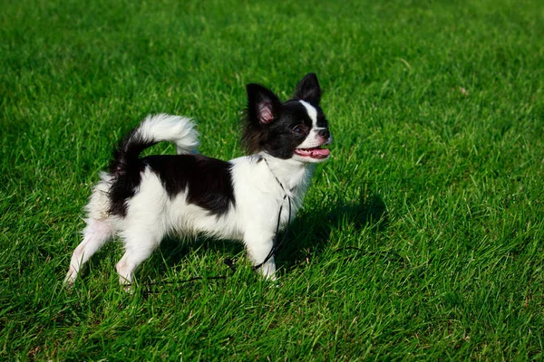 Pies Rasy Chihuahua Tle Zielonej Trawy — Zdjęcie stockowe