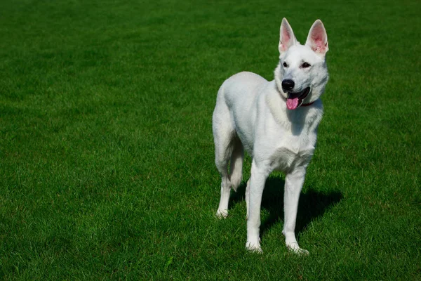 Bianco Svizzero Cane Pastore Stand Erba Verde — Foto Stock