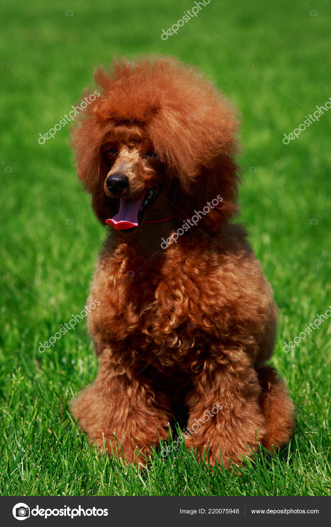 Miniature Petite Race Chien Caniche Assis Sur Herbe Verte