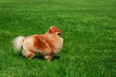 Küçük Pomeranian Spitz stand yeşil çimenlerin üzerinde