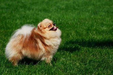 Küçük Pomeranian Spitz stand yeşil çimenlerin üzerinde
