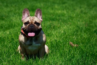 Yeşil çimenlerin üzerinde köpek doğurmak Fransız buldozer