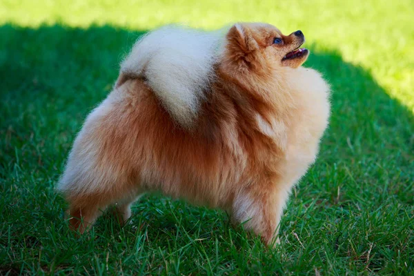 Lilla Pomeranian Spitz Står Grönt Gräs — Stockfoto