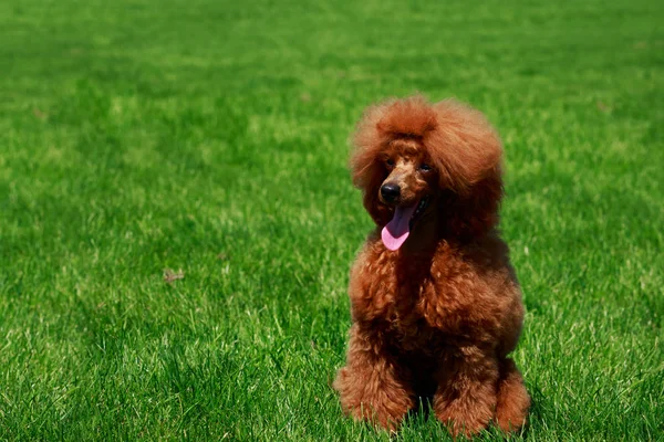 Köpek Doğurmak Küçük Minyatür Kaniş Yeşil Çimenlerin Üzerinde Oturan — Stok fotoğraf