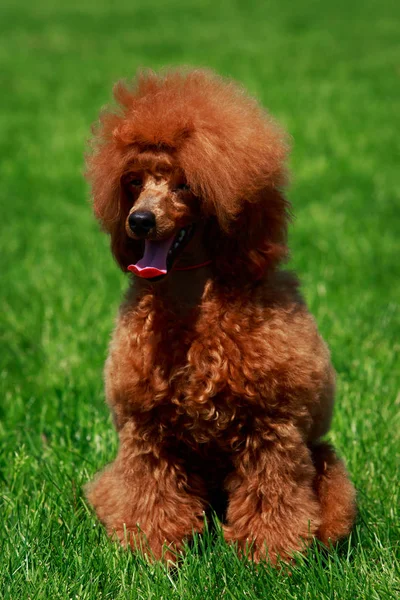 Cão Raça Pequena Miniatura Poodle Sentado Grama Verde — Fotografia de Stock