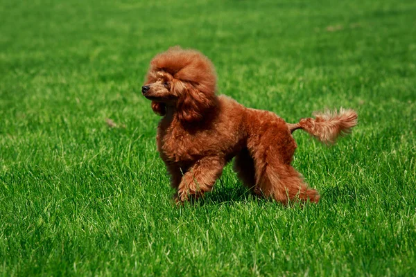 Raça Cão Pequena Miniatura Poodle Fica Grama Verde — Fotografia de Stock