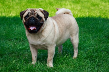 Yeşil çimenlerin üzerinde köpek doğurmak Pug