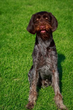 Köpek doğurmak Drahthaar koltuk yeşil çimenlerin üzerinde