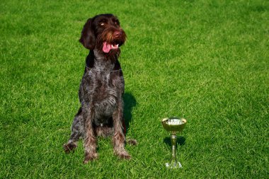 Köpek doğurmak Drahthaar koltuk yeşil çimenlerin üzerinde