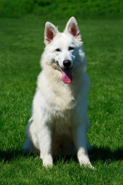 緑の芝生の上のホワイト スイス シェパード犬スタンド — ストック写真