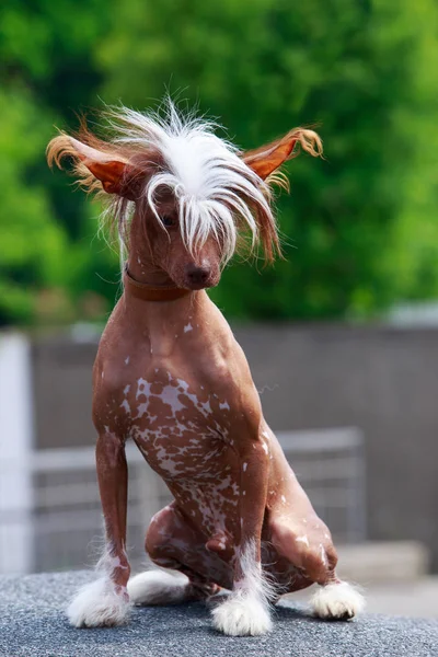 Hondenras Chinese Crested Zit Open Lucht — Stockfoto