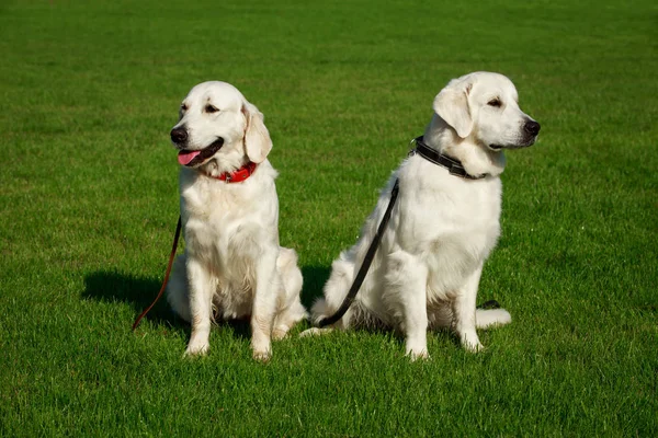 Дві Золоті Собаки Ретривери Зеленій Траві — стокове фото
