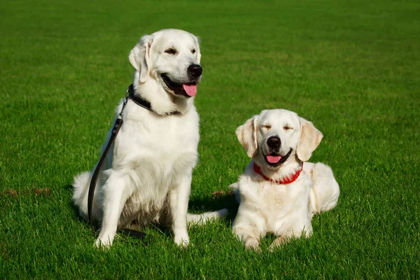 İki Golden retriever köpek yeşil çimenlerin üzerinde
