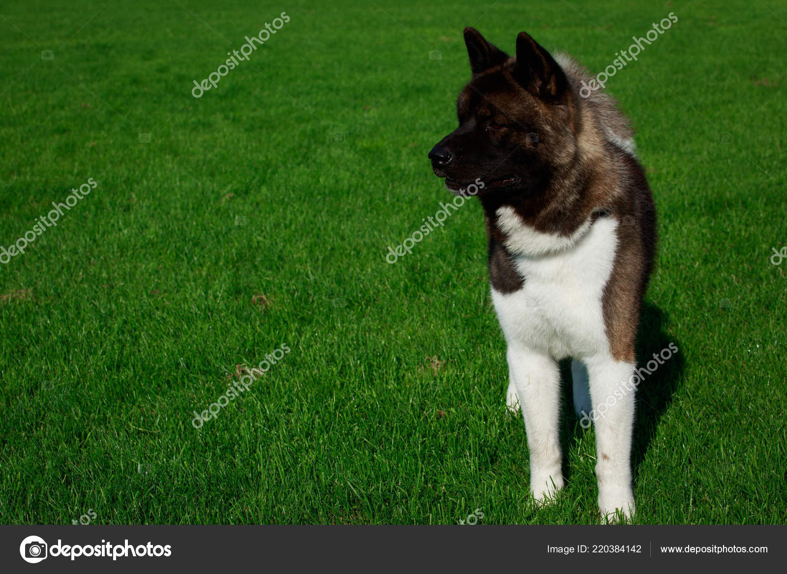 Chien Race Akita Américain Stand Sur Herbe Verte