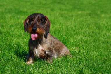 Köpek doğurmak tel saçlı dachshund oturup yeşil çimenlerin üzerinde