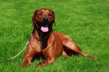 Köpek doğurmak Rodezya Ridgeback yeşil çim üzerinde yalan