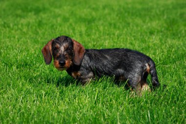 Köpek doğurmak tel saçlı dachshund yeşil çimenlerin üzerinde duruyor