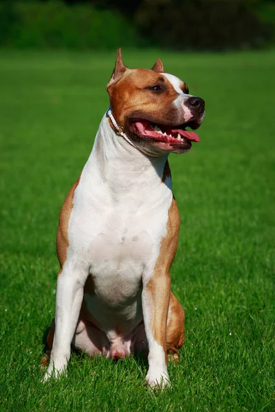 Pies Rasy American Staffordshire Terrier Zbliżenie Zielonej Trawie — Zdjęcie stockowe