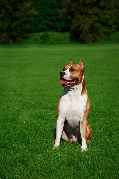 犬種アメリカン スタッフォードシャー テリア緑の草にクローズ アップ — ストック写真