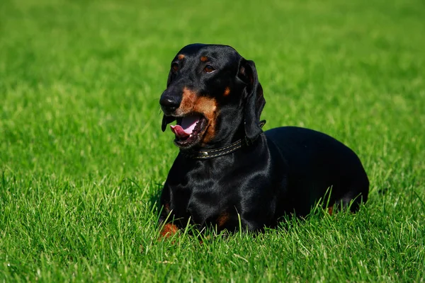 Raza Perro Dachshund Está Acostado Hierba Verde — Foto de Stock