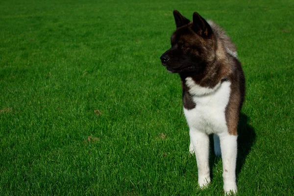 Hunderasse Amerikanische Akita Stehen Auf Grünem Gras — Stockfoto