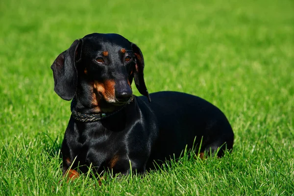 Raza Perro Dachshund Está Acostado Hierba Verde — Foto de Stock