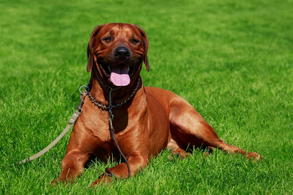 Pies Rasy Rhodesian Ridgeback Leży Zielonej Trawie — Zdjęcie stockowe