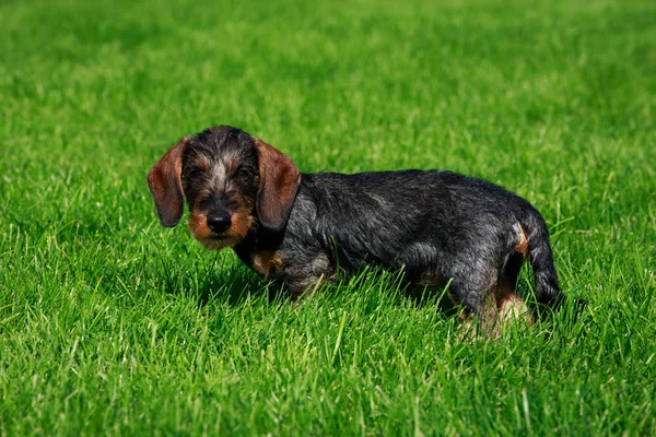 Dog Breed Wire Haired Dachshund Stands Green Grass — Stock Photo, Image