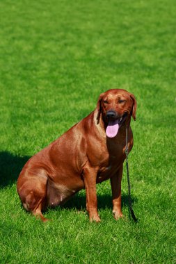 Köpek doğurmak Rodezya Ridgeback yeşil çimenlerin üzerinde oturuyor