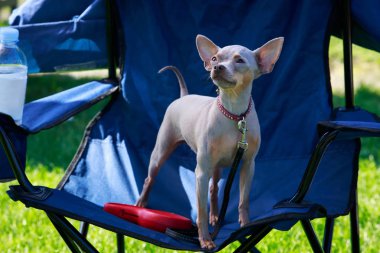 Köpek doğurmak Amerikalı tüysüz korkunç sandalye üzerinde duruyor