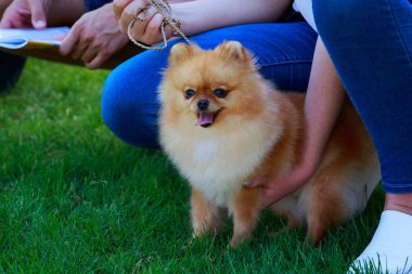 Köpek Pomeranya tükürüğü üretir.