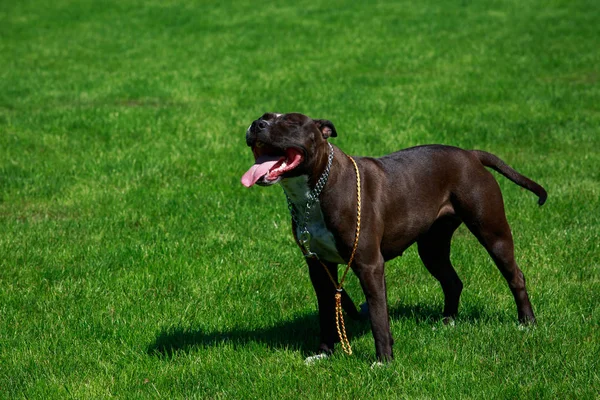 Amerikalı Çukur Boğa Korkunç Doğurmak Köpek — Stok fotoğraf