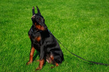 Doberman Pinscher köpek doğurmak yeşil çimenlerin üzerinde oturur