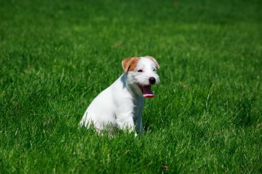 Köpek doğurmak Parson Russell Terrier yeşil çimenlerin üzerinde