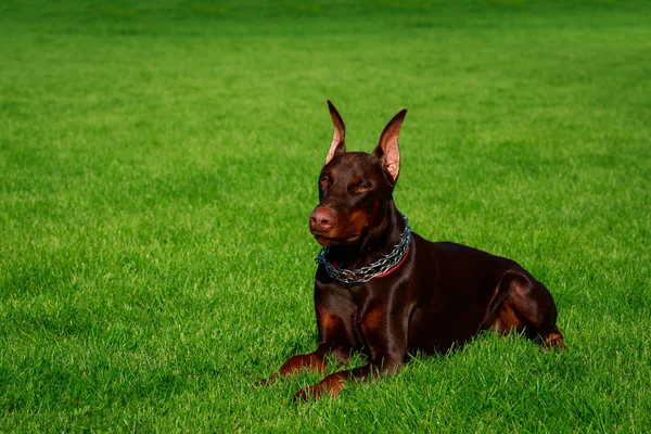 Pies Rasy Doberman Pinczer Leży Zielonej Trawie — Zdjęcie stockowe