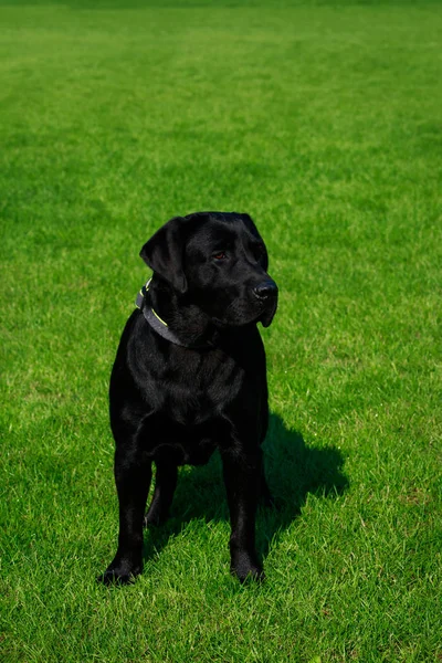 Hund Rasen Labrador Står Grön Gräs — Stockfoto