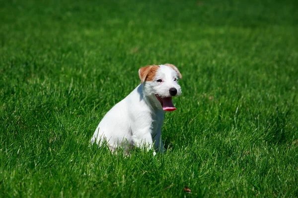 Raça Cão Parson Russell Terrier Grama Verde — Fotografia de Stock
