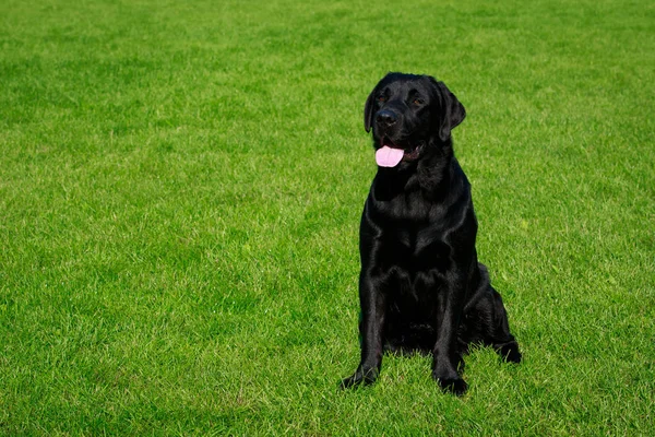 Собака Породи Лабрадор Сидить Зеленій Траві — стокове фото