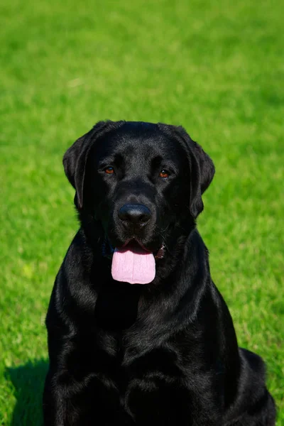 Hund Rasen Labrador Sitter Grön Gräs — Stockfoto