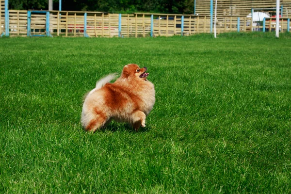 Small Pomeranian Spitz Stand Green Grass — Stock Photo, Image
