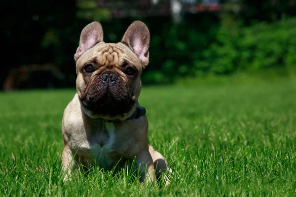 Hunderasse Französische Bulldogge Auf Dem Grünen Gras — Stockfoto