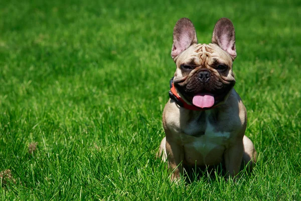 Raça Cão Bulldog Francês Grama Verde — Fotografia de Stock