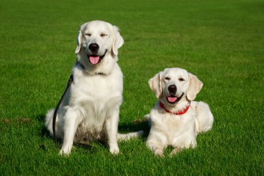 İki Golden retriever köpek yeşil çimenlerin üzerinde